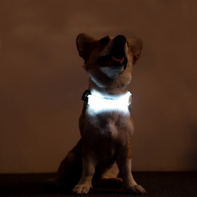 Luminous Dog Collar Led Collar to Avoid Accidents Multifunctional